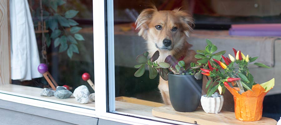 A dog looks out through a window.
